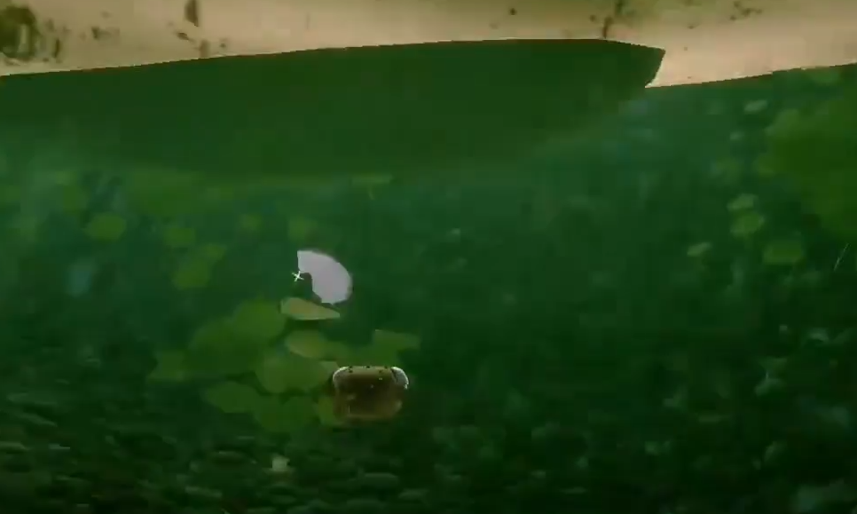 Saya adalah panduan posisi roti ikan kecil, saya adalah strategi posisi roti ikan kecil.